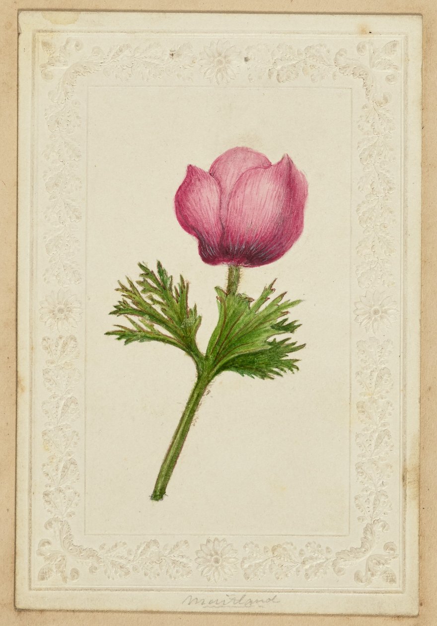 [Roze bloemen notitie kaart]. door Unknown artist
