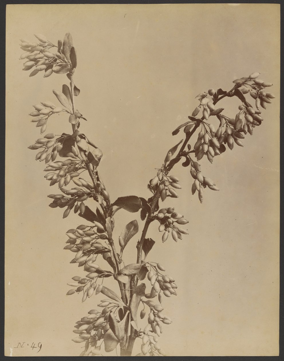 [Plant met trossen peulen] door Unknown artist