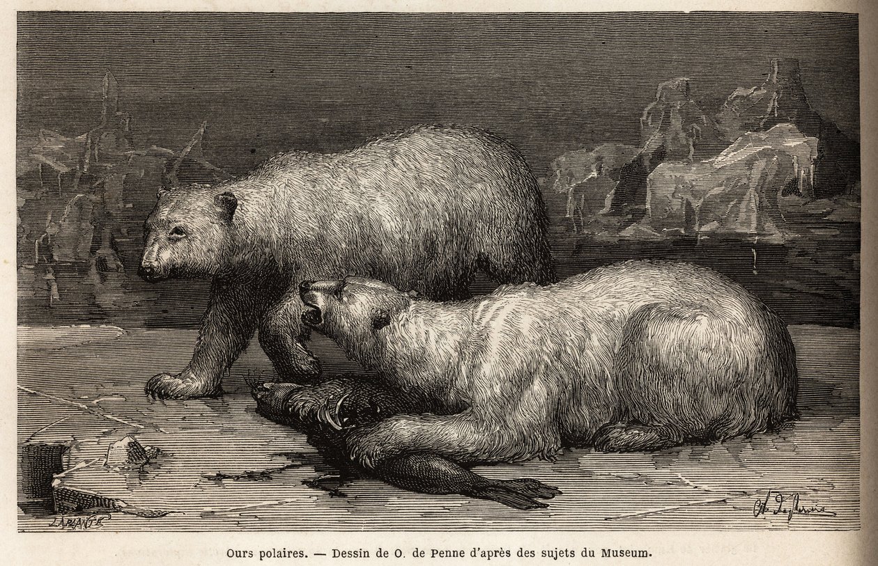 IJsberen op het pakijs, slaan een zeehond die ze net hebben gevangen. Gravure ter illustratie van de reis naar de vrije zee van de Noordpool, door dokter Hayes, chirurg van de Amerikaanse marine, in 1860-1862, gepubliceerd in 