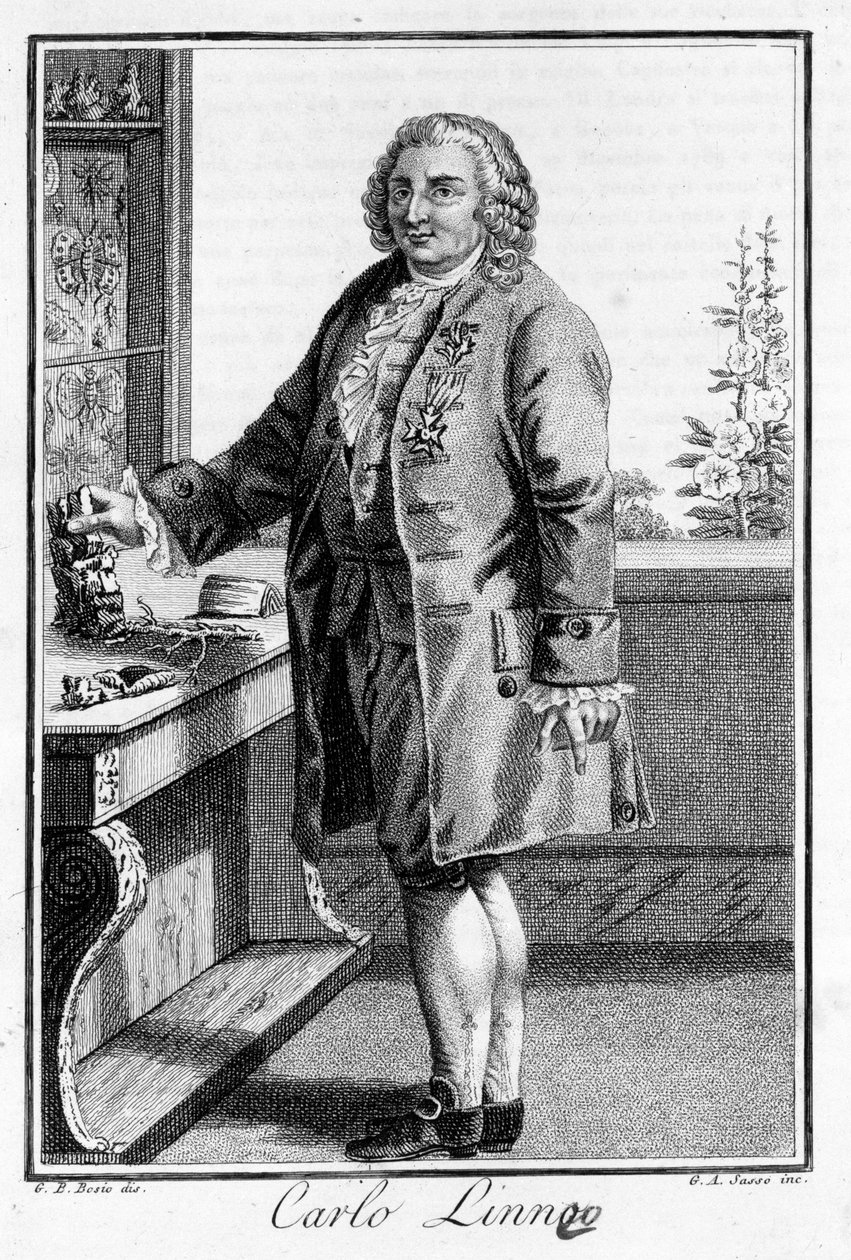 Portret van Carl Von Linné Zweedse natuuronderzoeker en schrijver (1707 - 1778). Gravure uit de 19e eeuw. door Unknown artist