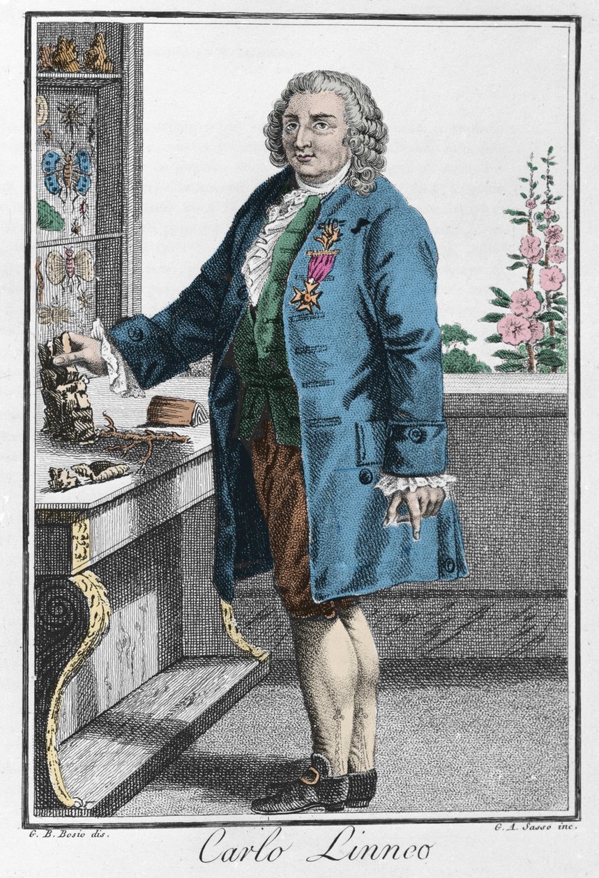 Portret van Carl Linnaeus (Carl von Linné) door Unknown artist