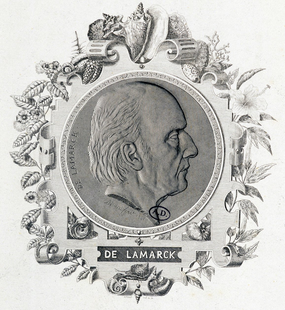 Portret van Jean Baptiste Lamarck - gravure door Unknown artist