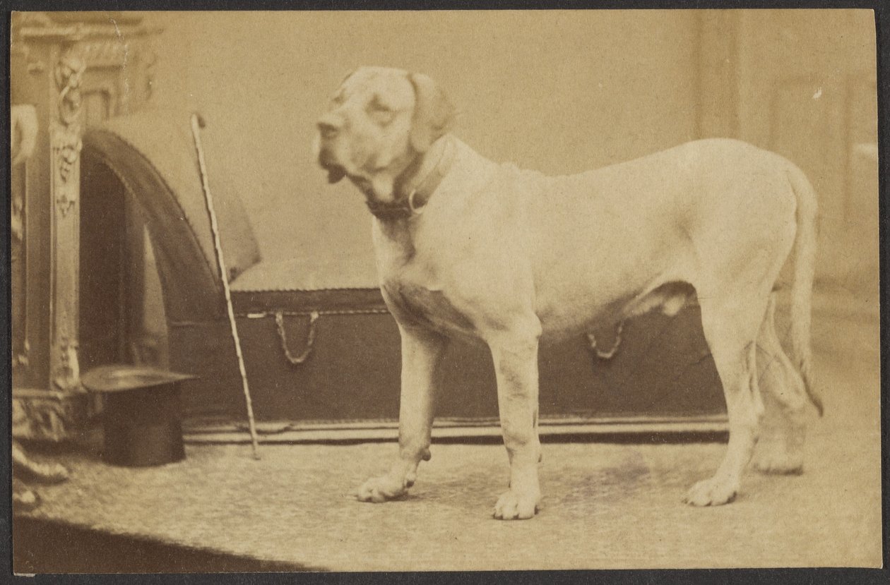 [Portret van een hond]. door Unknown artist