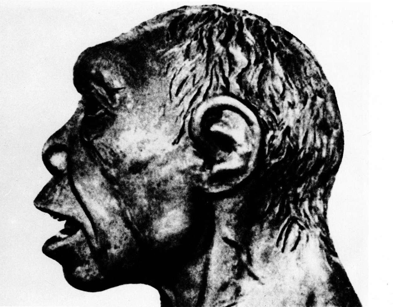 Prehistorie: Reconstructie van de Broken Hill-man (profielgezicht), volgens Schultz. door Unknown artist