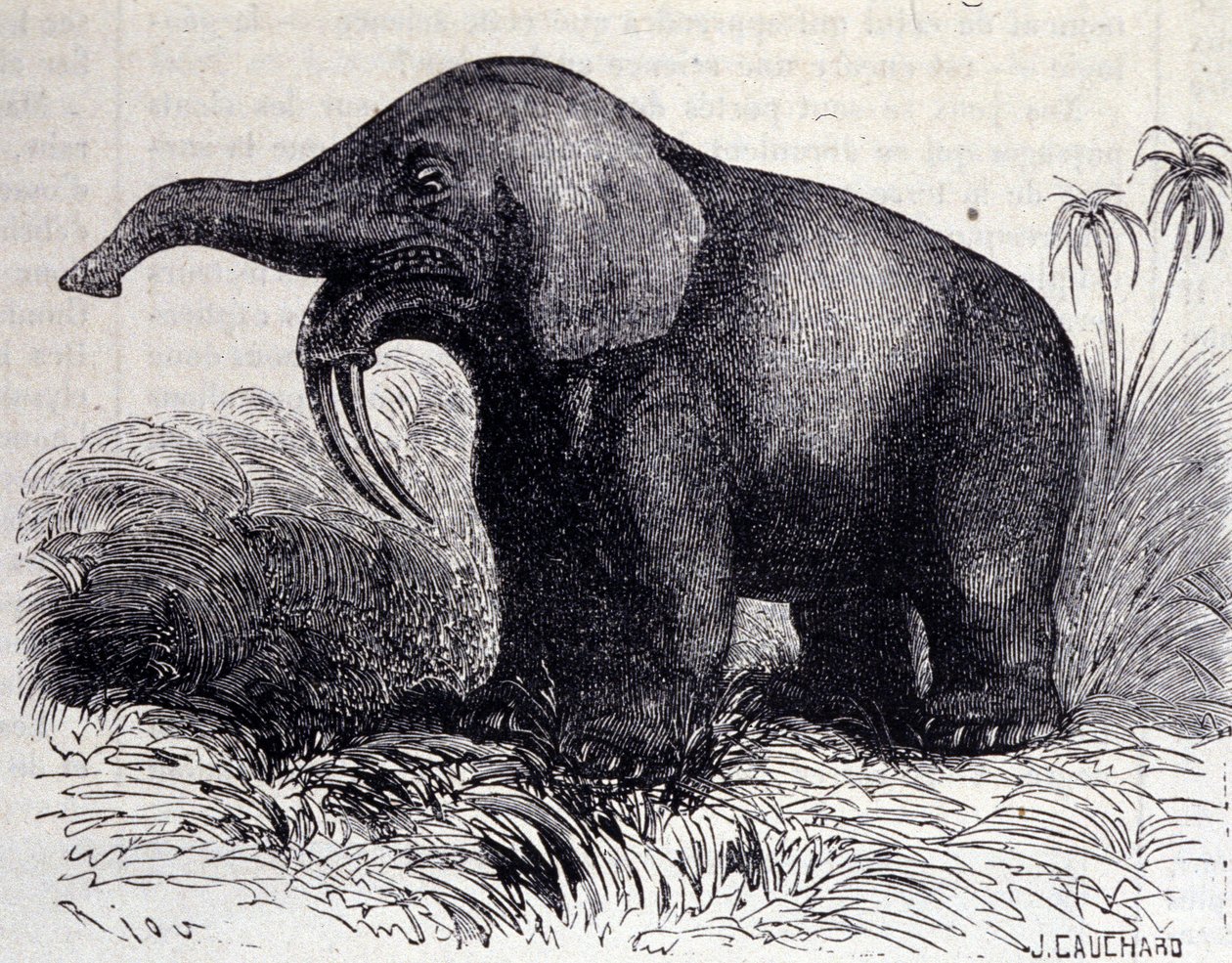 Prehistorie: representatie van een Dinotherium, soort pachyderm door Unknown artist