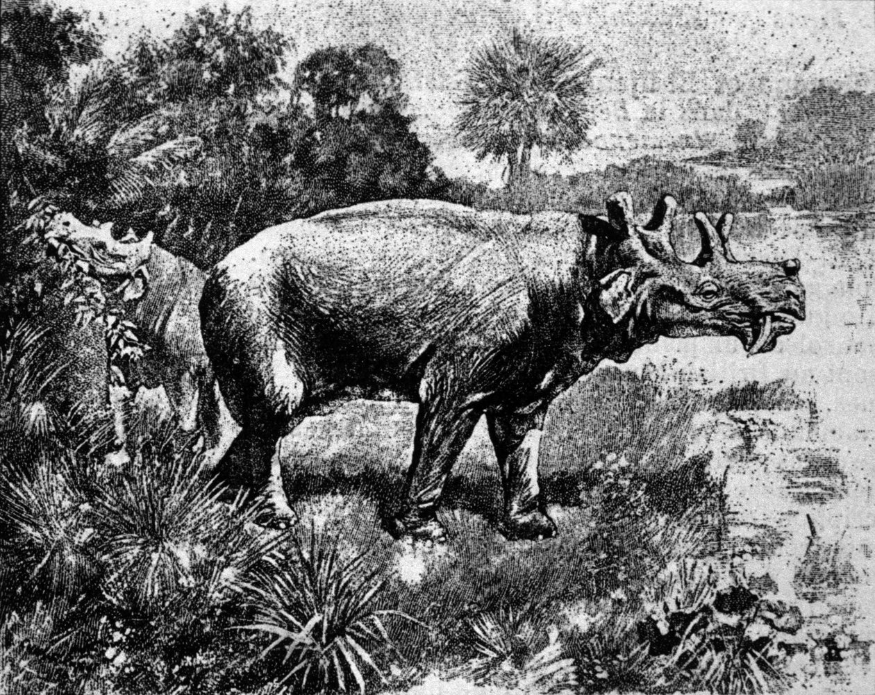 Prehistorie: voorstelling van een vierhoornige Uintatherium dinosaurus. door Unknown artist