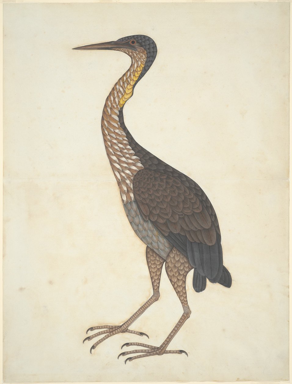 Purperreiger (Ardea purpurea) door Unknown artist