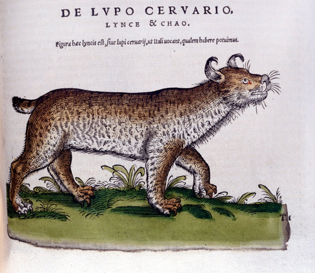 Voorstelling van een lynx (wolf - hert) - Historia Animalium door Conrad Gesner, Tiguri door Unknown artist