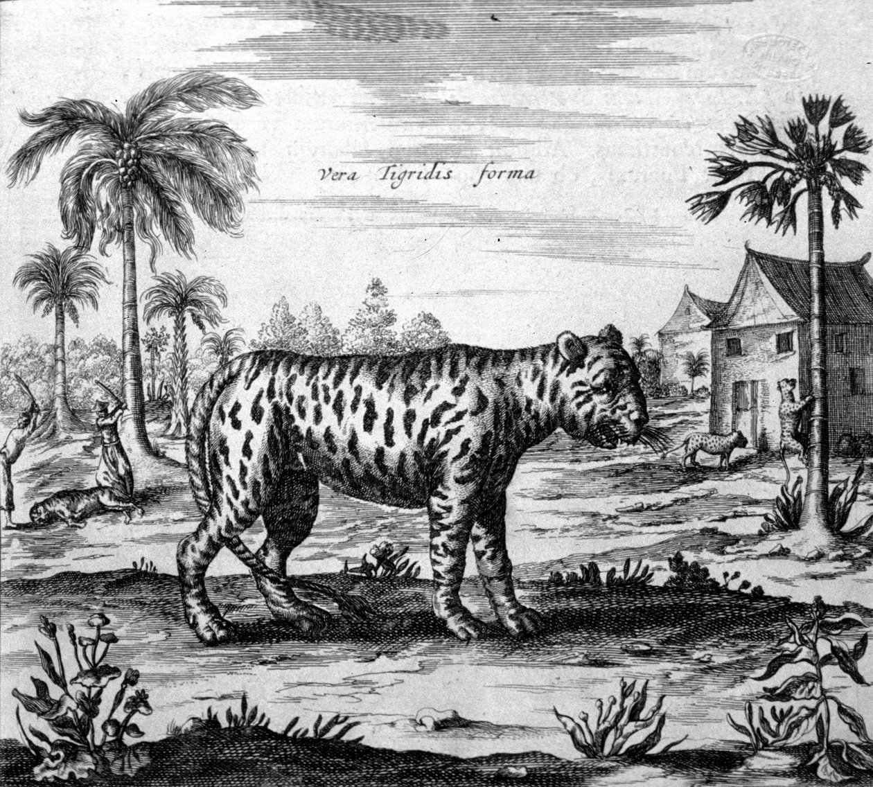 Afbeelding van een tijger, gravure uit 