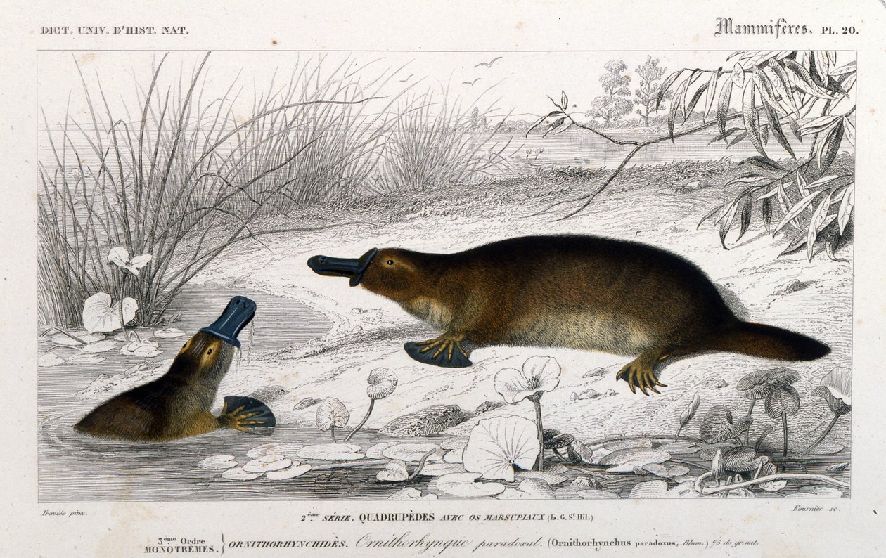Voorstelling van een vogelbekdier (Ornithorhynchus paradoxus, Blum.). gravure uit 