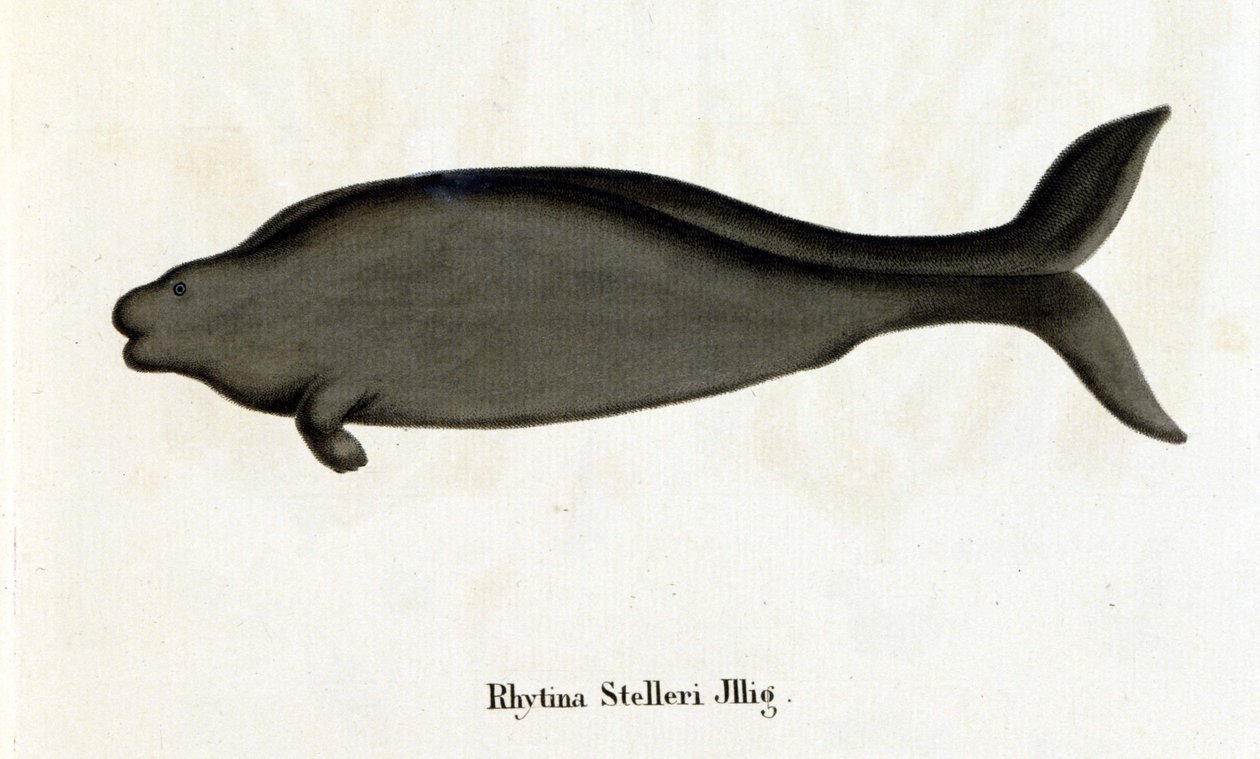 Rhytina Stelleri ook wel zeekoe van Steller genoemd, exemplaar verdwenen in de 18e eeuw. door Unknown artist