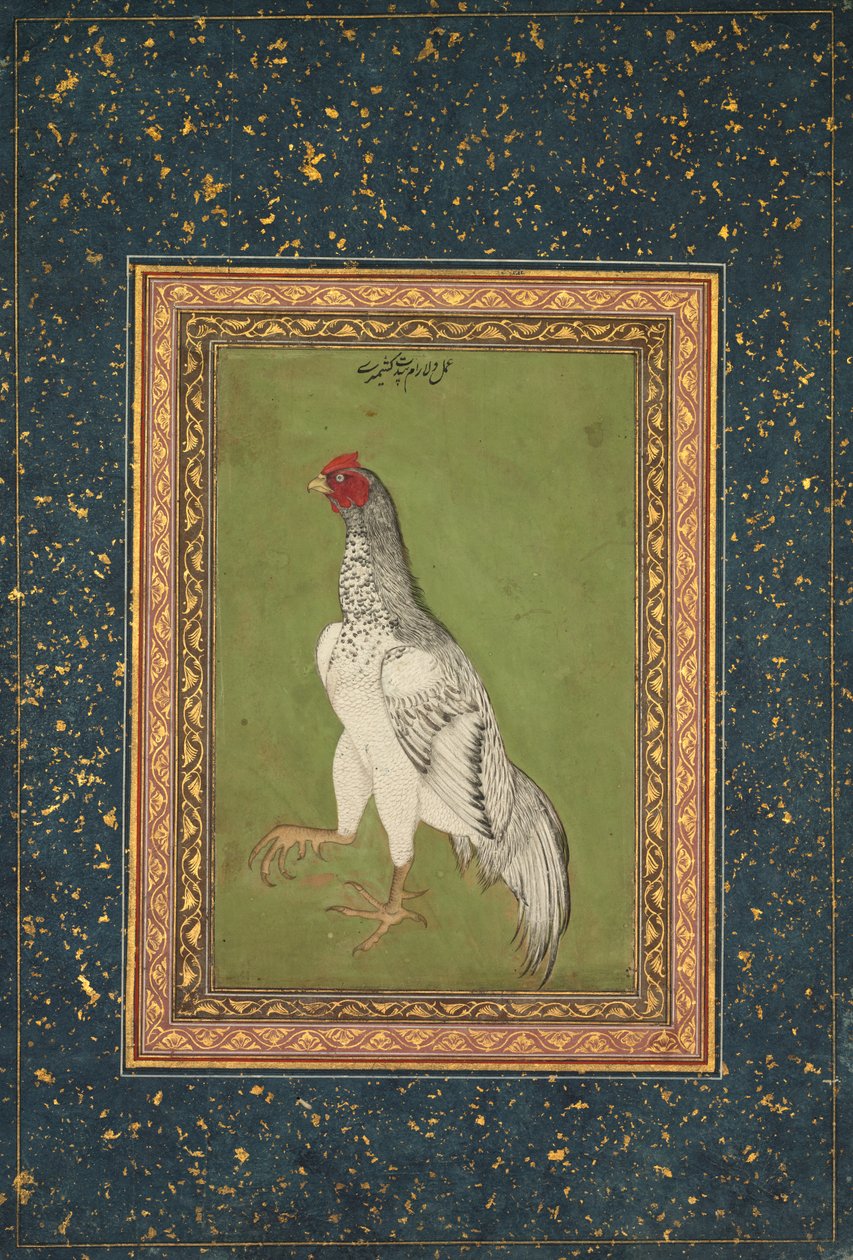 Haan door Unknown artist