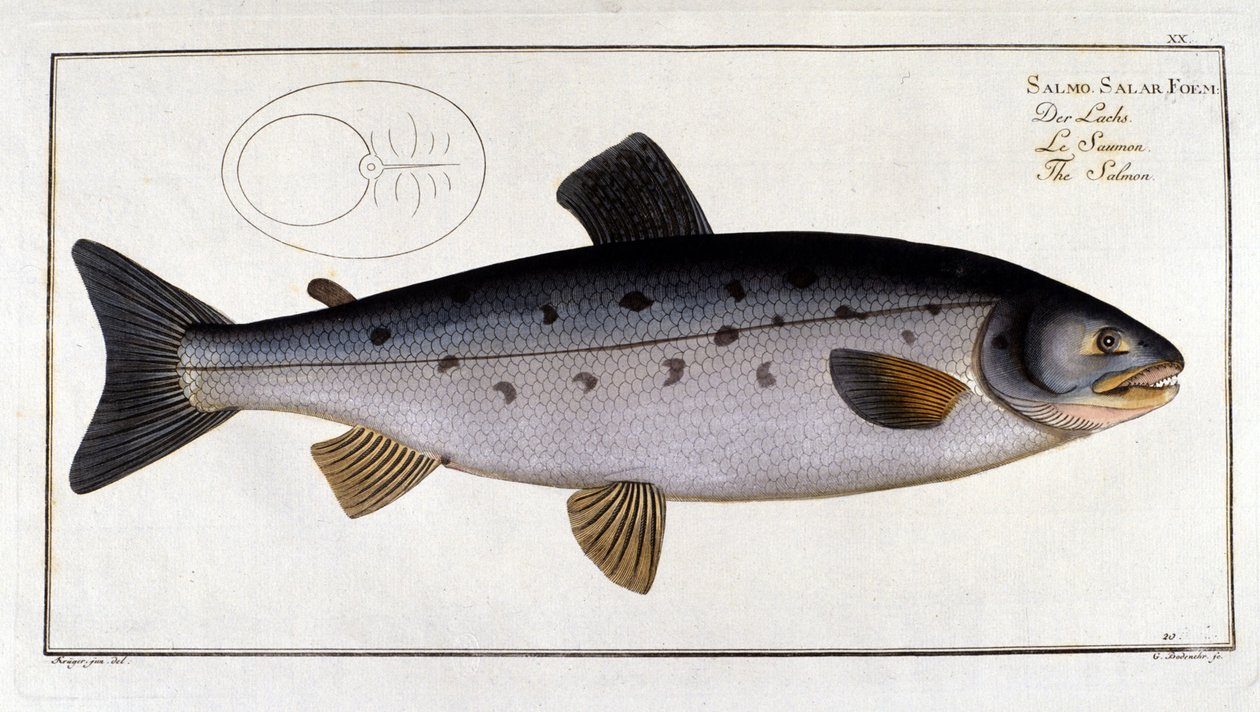 Zalm (Salmo salar) door Marc Elieser Bloch Ichtyologie Parijs - Berlijn - Londen 1787. door Unknown artist