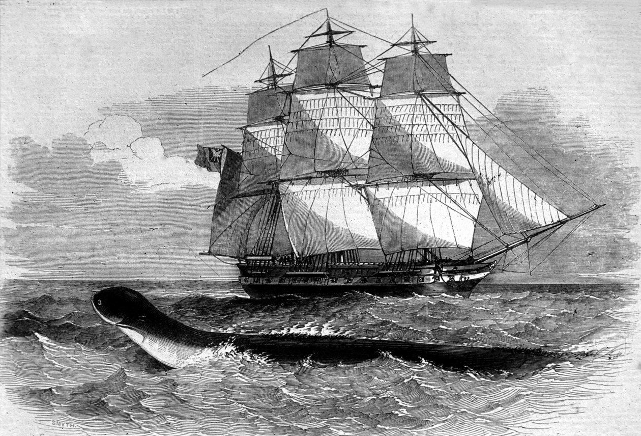 Zeemonster: verschijning van een zeeslang op de Daedalus fregatweg in 1848. Gravure uit de 19e eeuw door Unknown artist