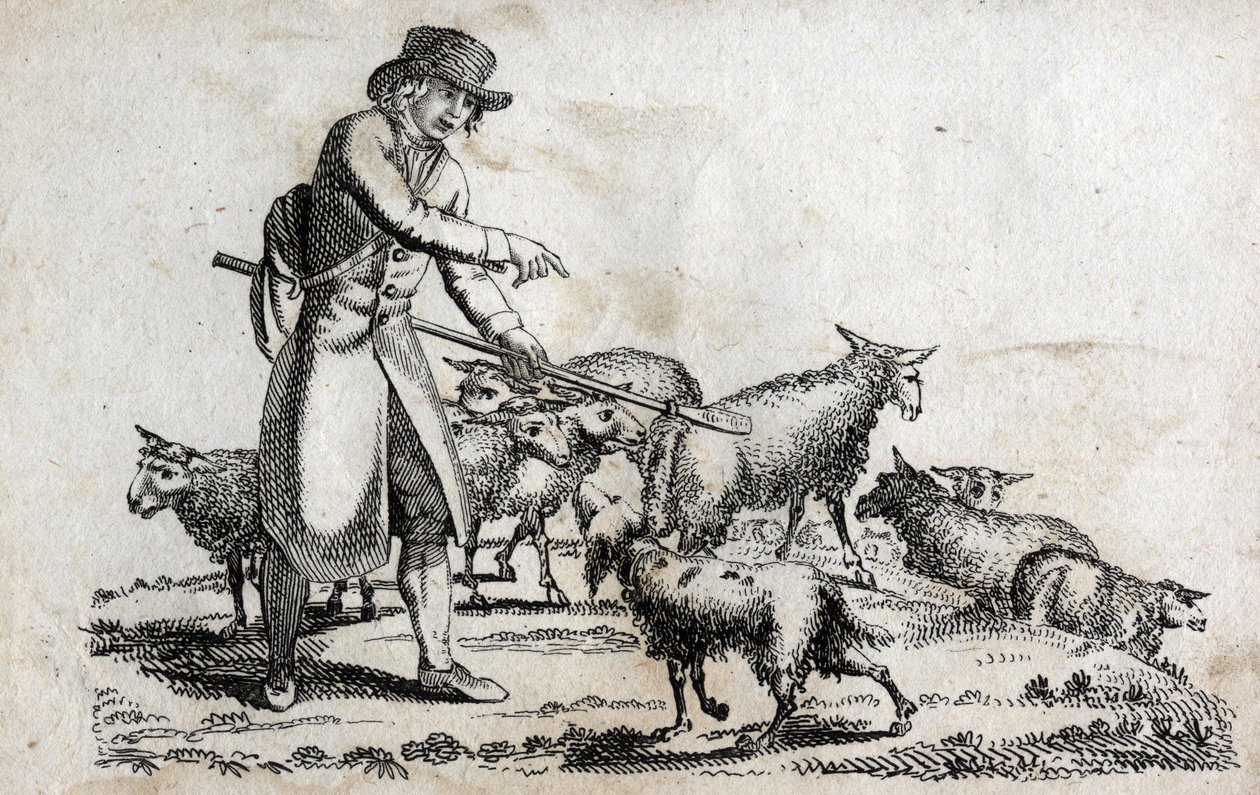 Herder met zijn kudde schapen. Gravure eind 18e eeuw. Privécollectie. door Unknown artist