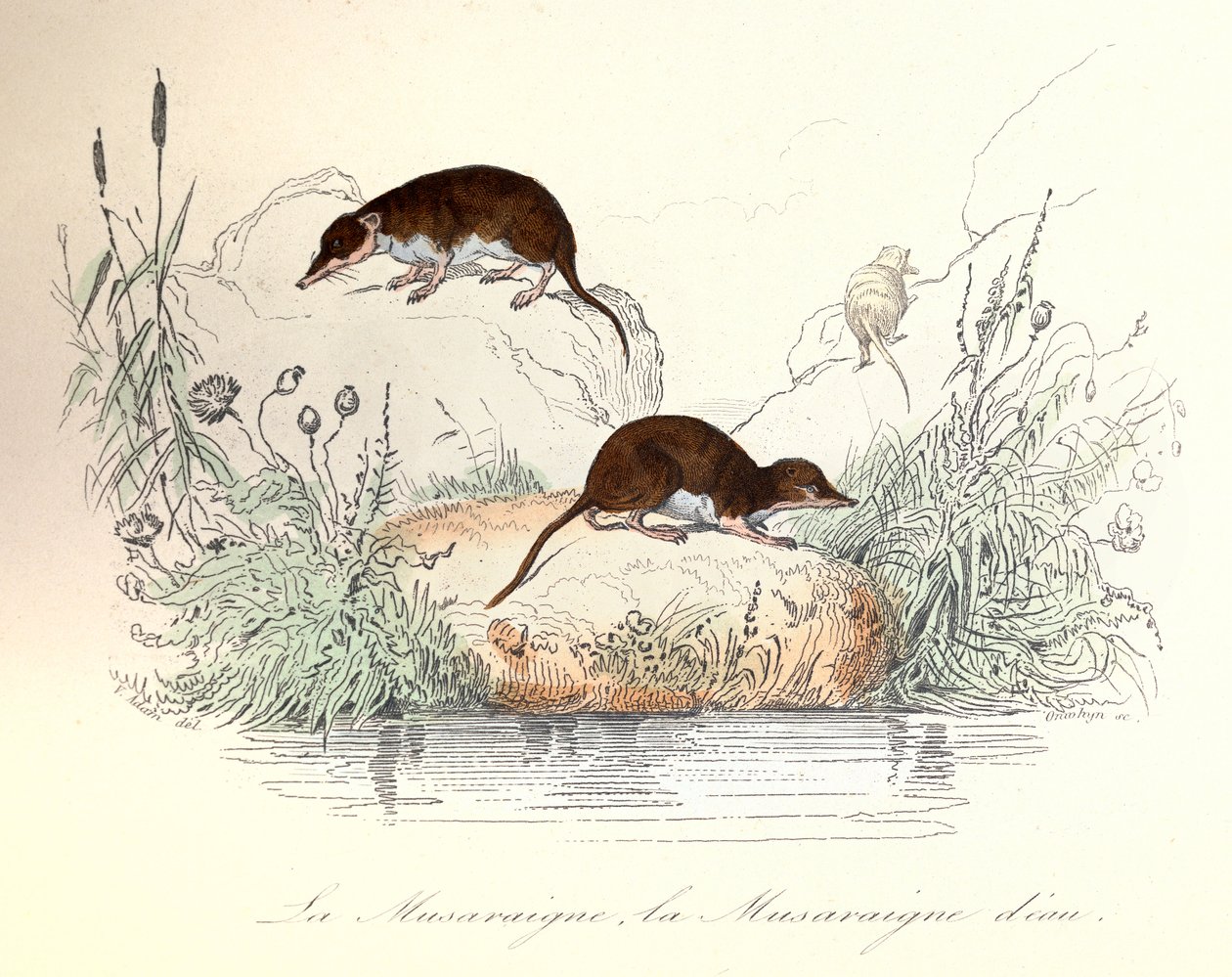 Spitsmuis en waterspitsmuis ingedeeld volgens de nomenclatuur van Linneene en Cuvier (gravure) door Unknown artist