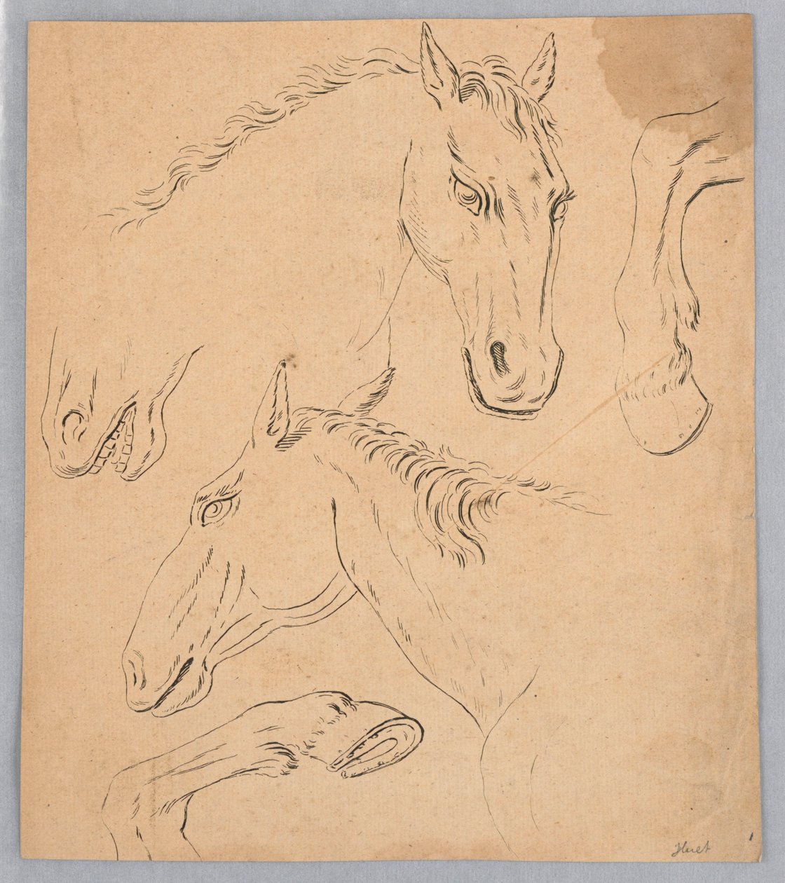 Schetsen van paardenhoofden en hoeven door Unknown artist