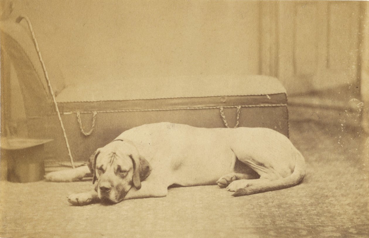 [Slapende hond] door Unknown artist