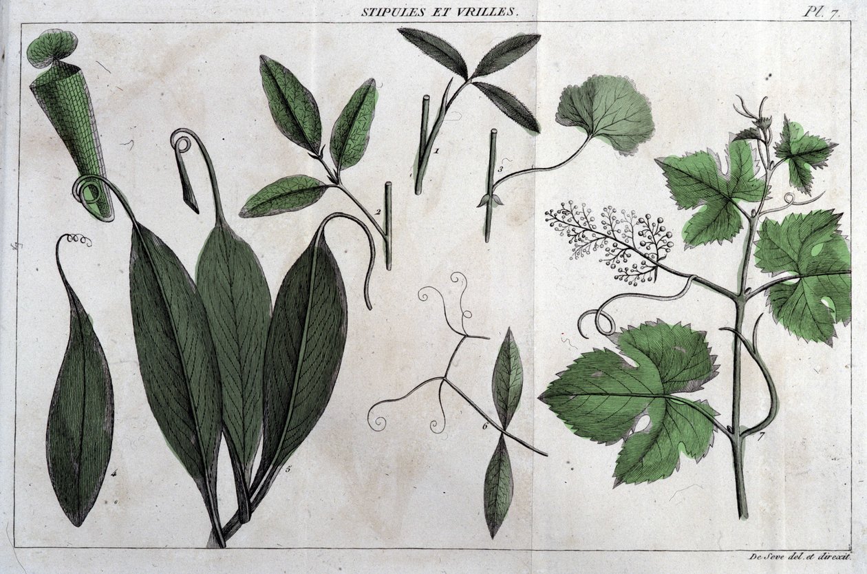 Stipules en ranken: in 