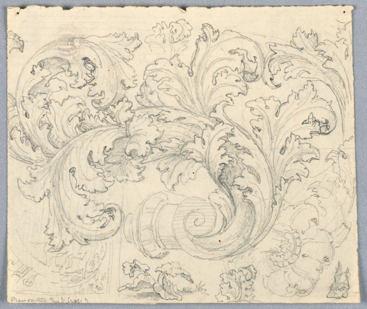 Studie voor krullend acanthus ornament door Unknown artist