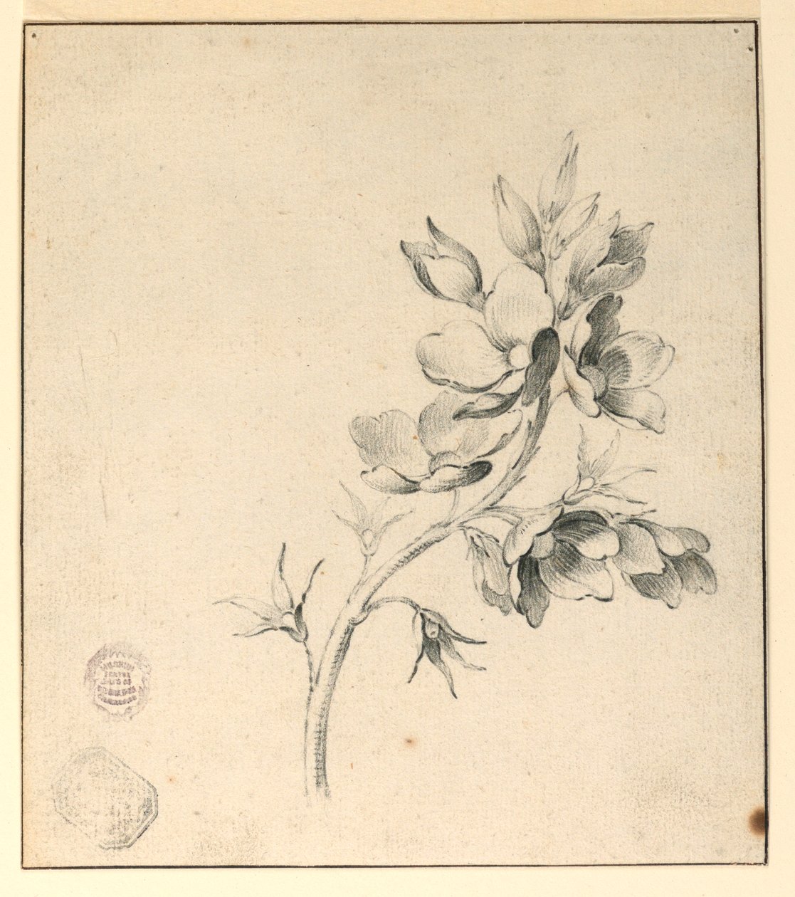 Studie van een Tak van Wilde Rozen door Unknown artist