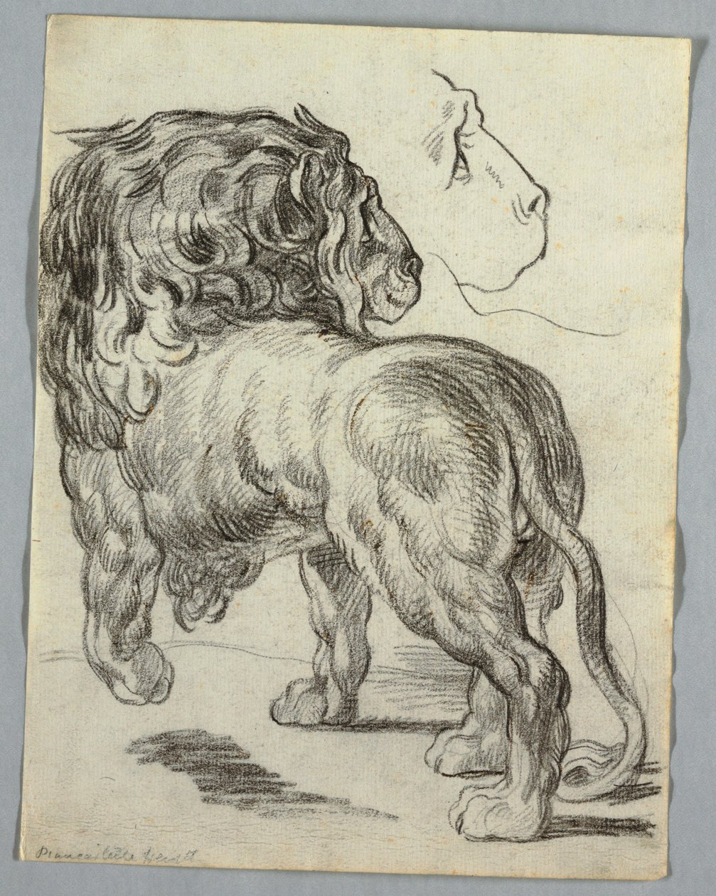 Studie van een Leeuw door Unknown artist