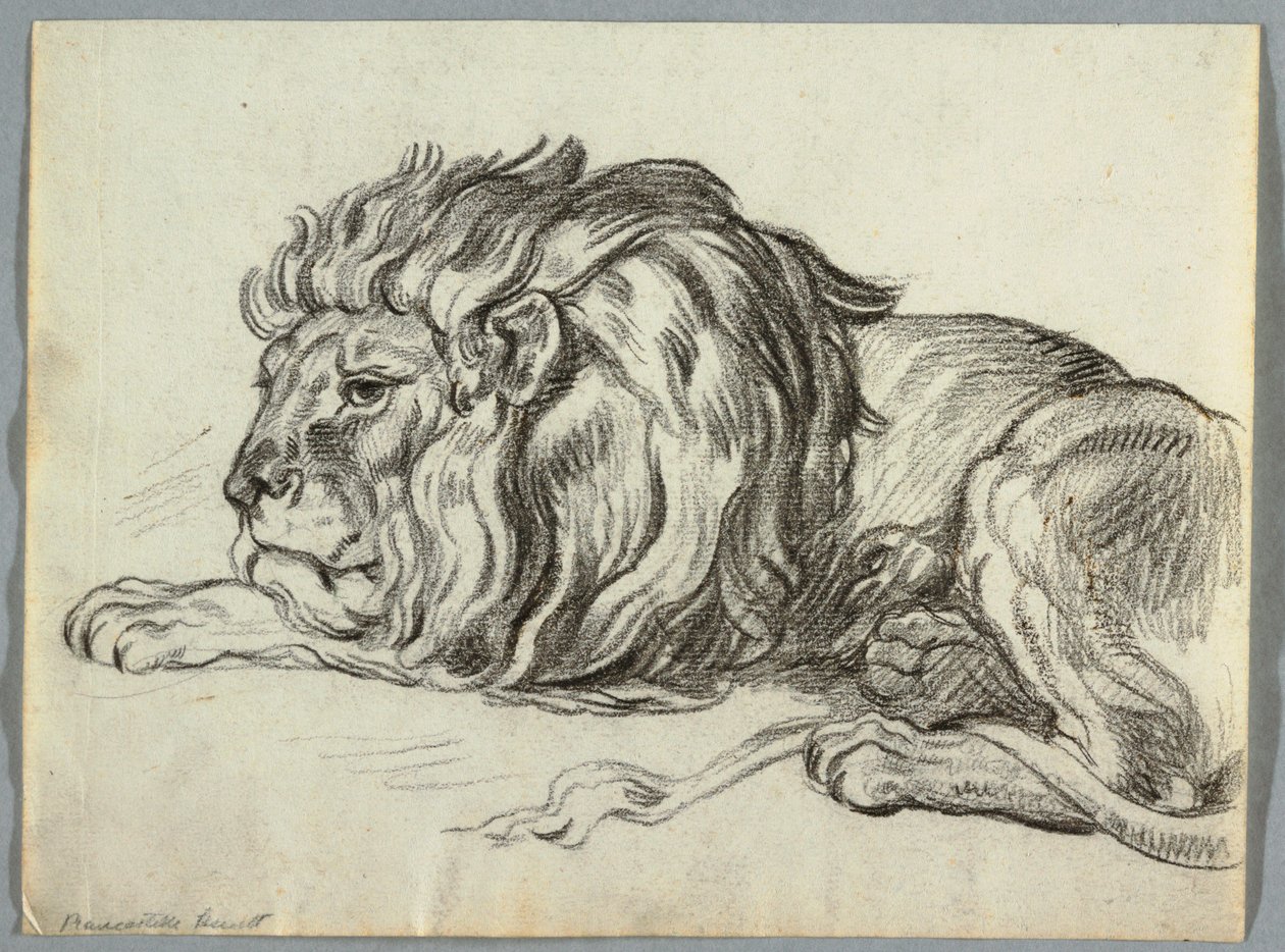 Studie van een leeuw door Unknown artist