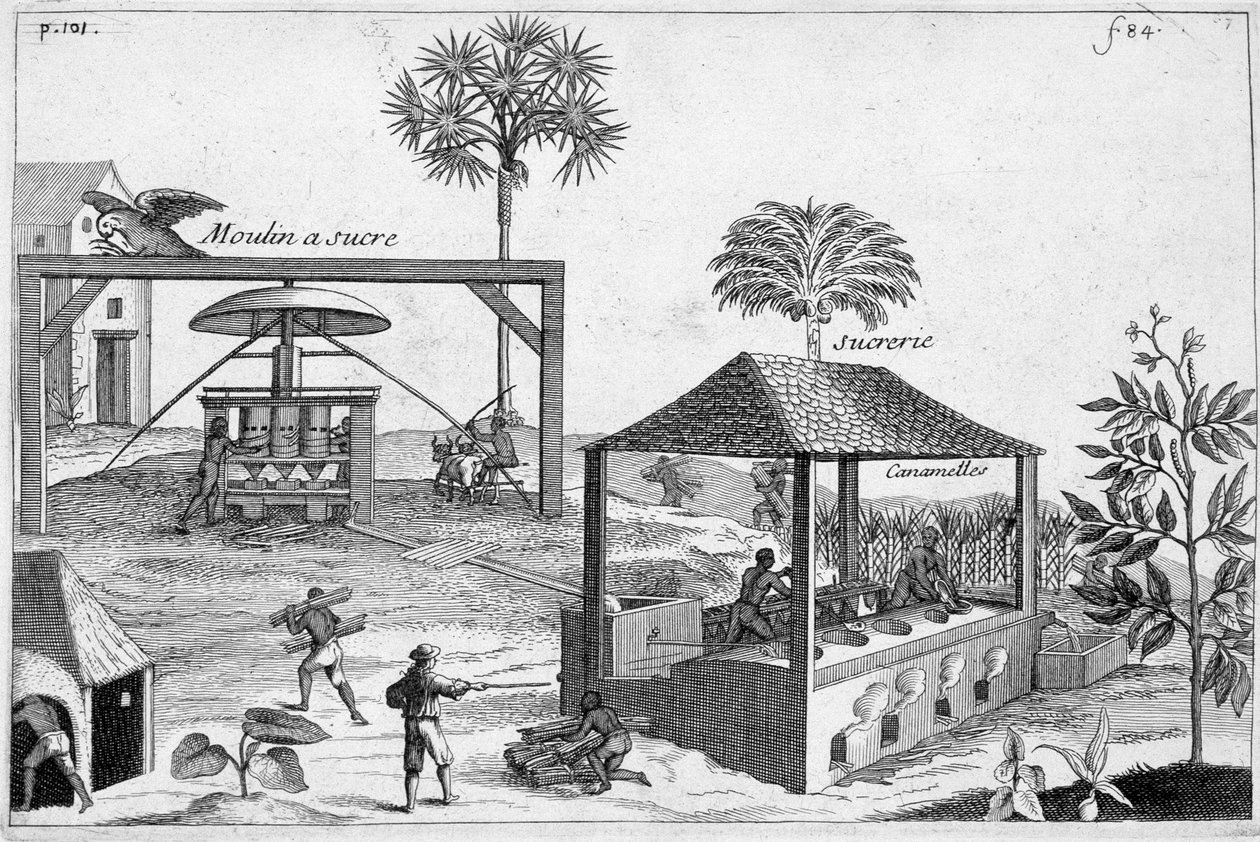 Suikerproductie: Suikermolen en suikerfabriek - in "Algemene Geschiedenis van Geneesmiddelen, Eenvoudig en Samengesteld" door Pomet door Unknown artist