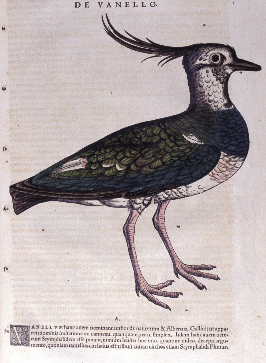De kievit in Historia Animalium door Conrad Gesner (1516 - 1565), Tiguri door Unknown artist