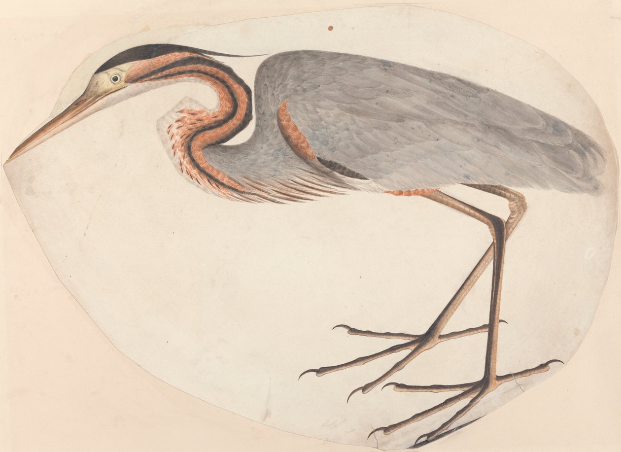 De purperreiger door Unknown artist