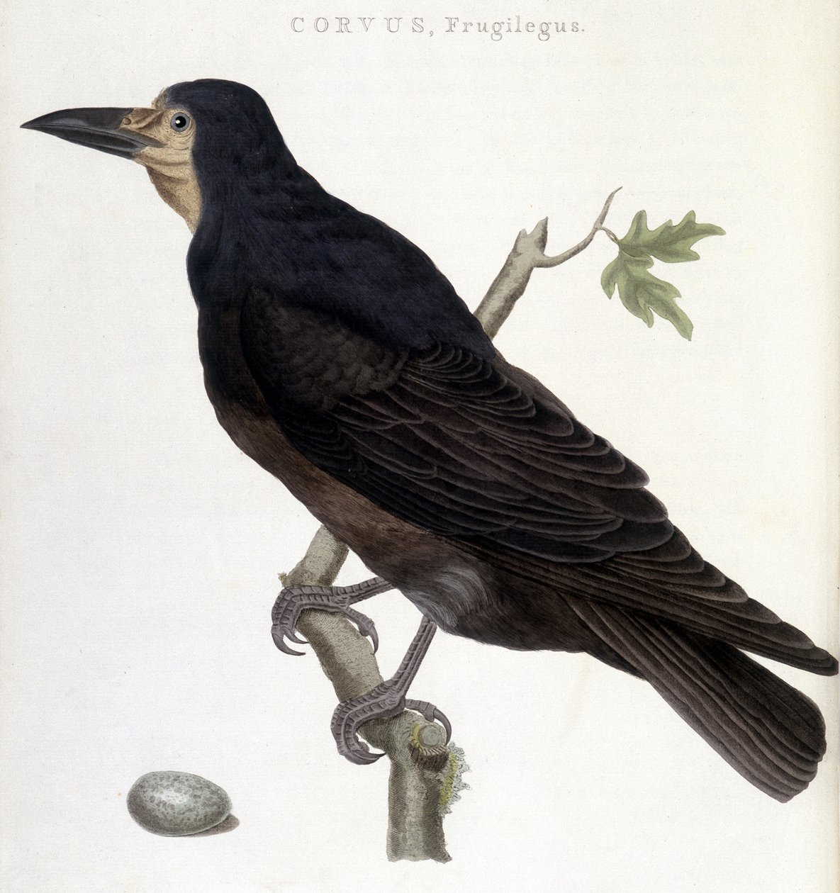 De raaf Frugilegus - natuurhistorische plaat door Unknown artist