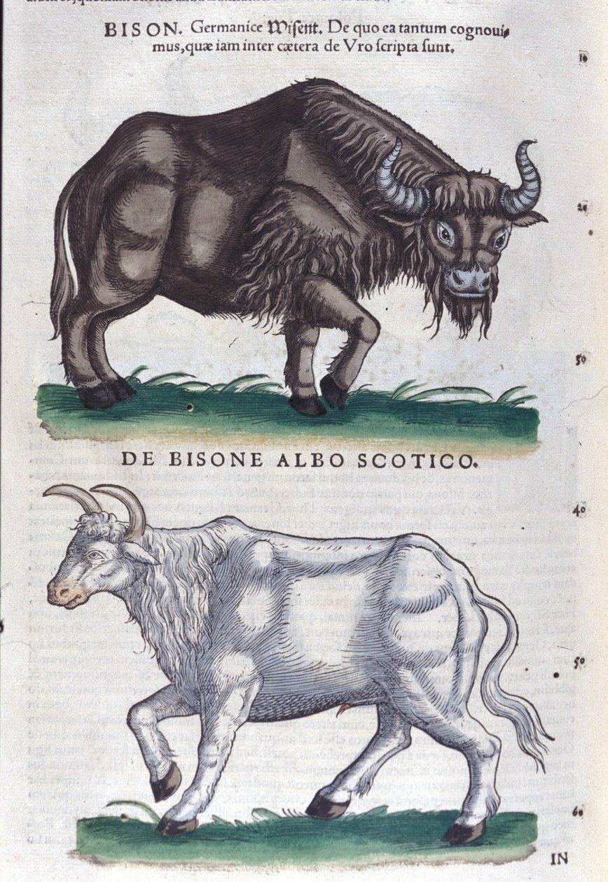 De bizon en de witte bizon uit Historiae animalium door Konrad Gesner, Tiguri door Unknown artist