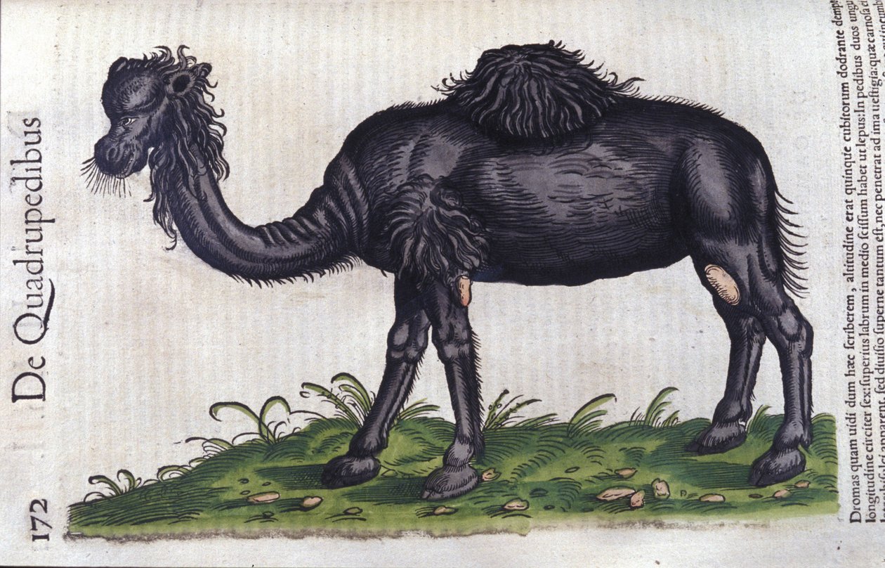 De kameel uit Historiae animalium door Konrad Gesner, Tiguri door Unknown artist