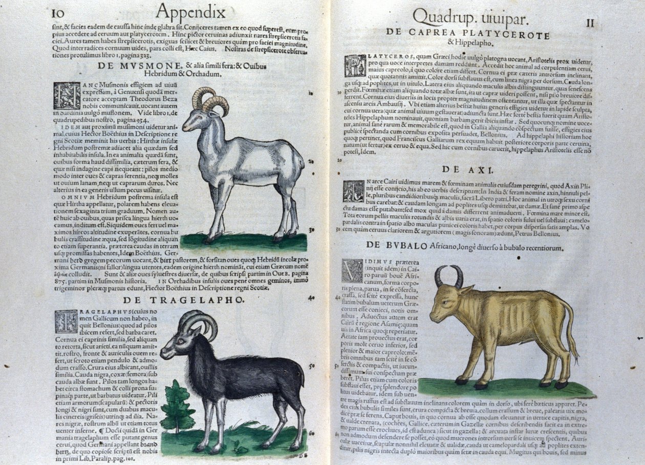 De dubbele pagina van de viervoeters in Historia Animalium door Conrad Gesner (1516 - 1565), Tiguri door Unknown artist