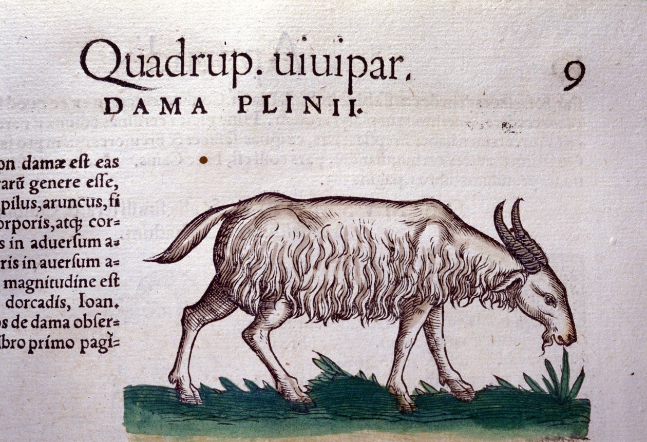 De geit naar Historiae animalium door Konrad Gesner, Tiguri door Unknown artist