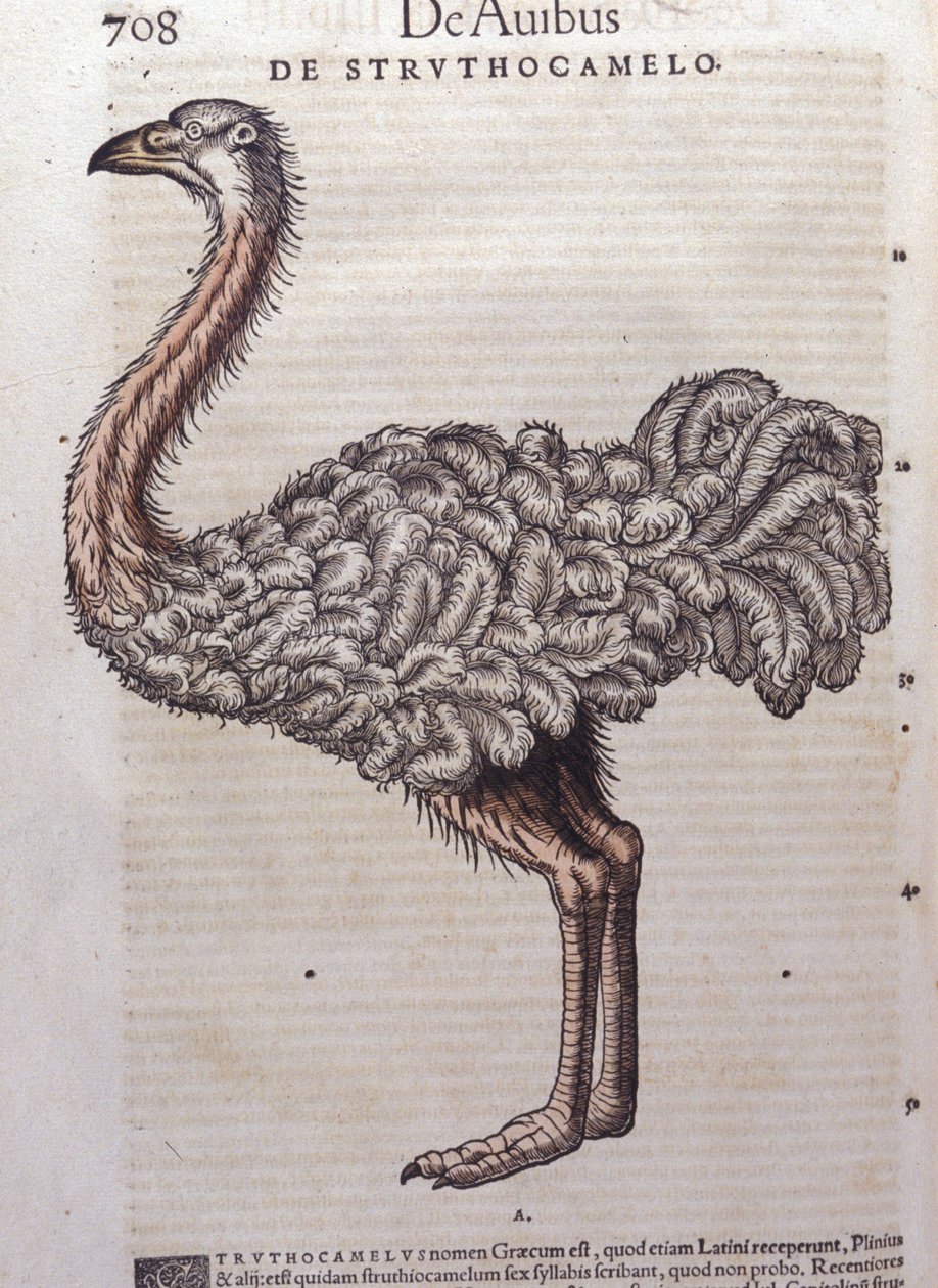 De struisvogel - uit Historiae animalium door Konrad Gesner, Tiguri door Unknown artist