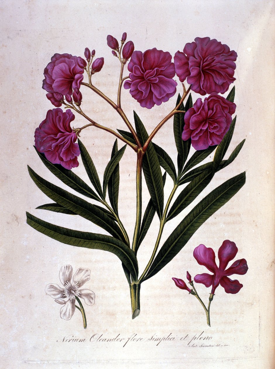 De roze laurier (oleander) - herbarium van de 18e eeuw door Unknown artist