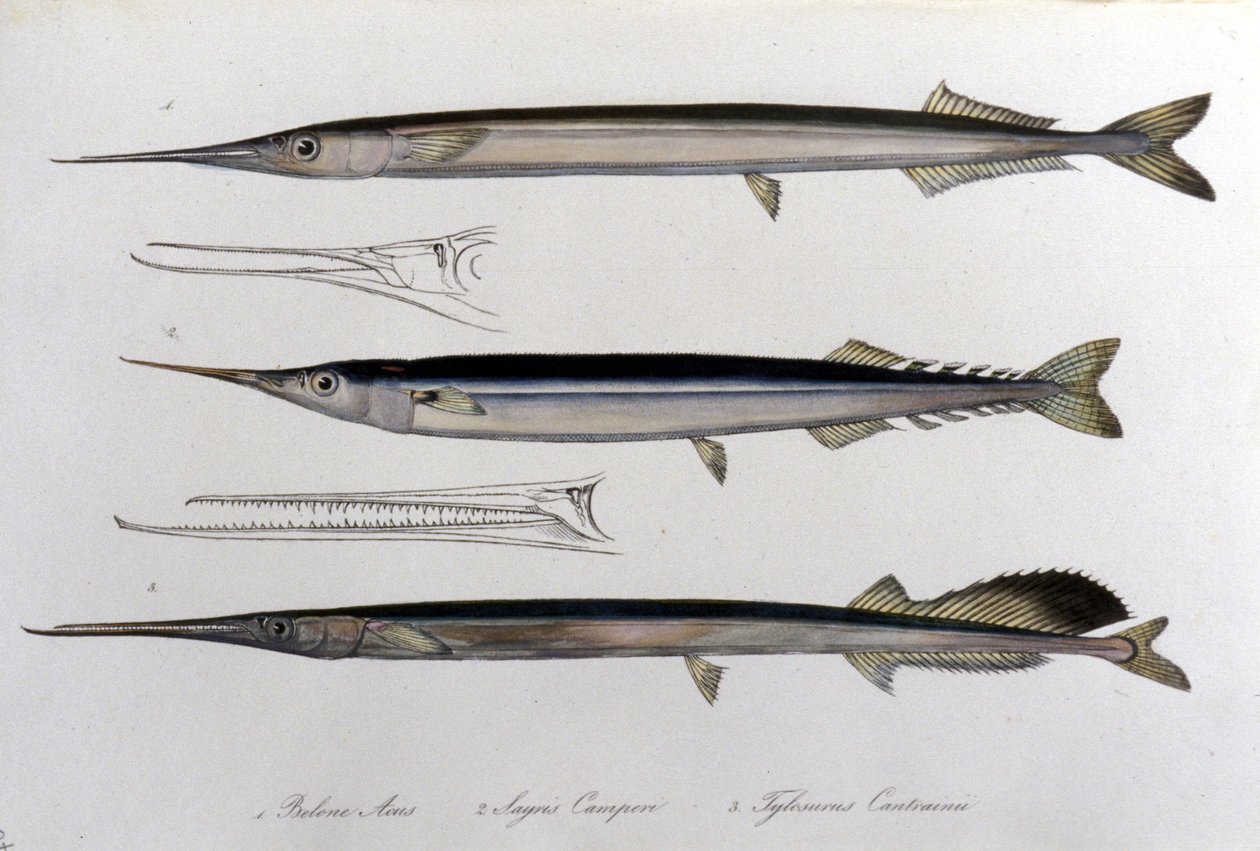 De zeenaald. Natuurhistorisch bord. 19e eeuw. door Unknown artist