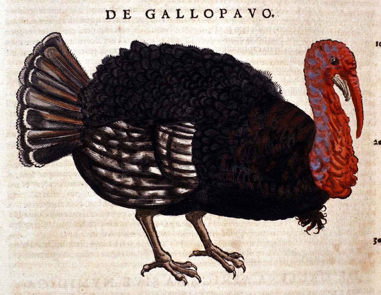 De kalkoen na de Historia Animalium van Conrad Gesner, Tiguri 1560. Biblioteca nazionale Braidense. Milaan door Unknown artist