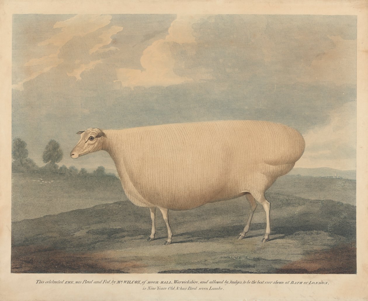 Dit Beroemde Schaap werd Gefokt en Gevoerd door Mr. Wilcox door Unknown artist