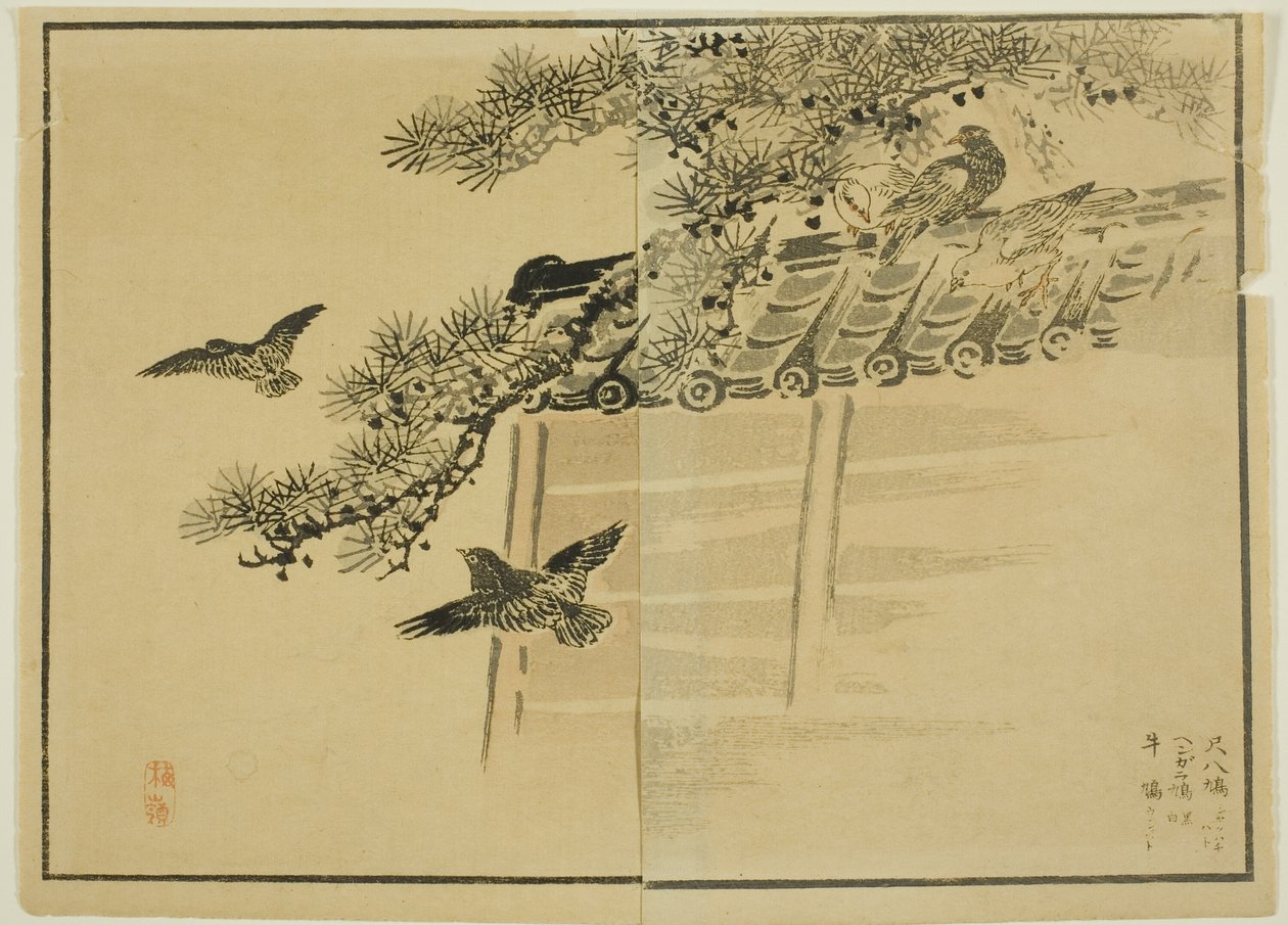 Drie soorten vogels bij een muur door Unknown artist
