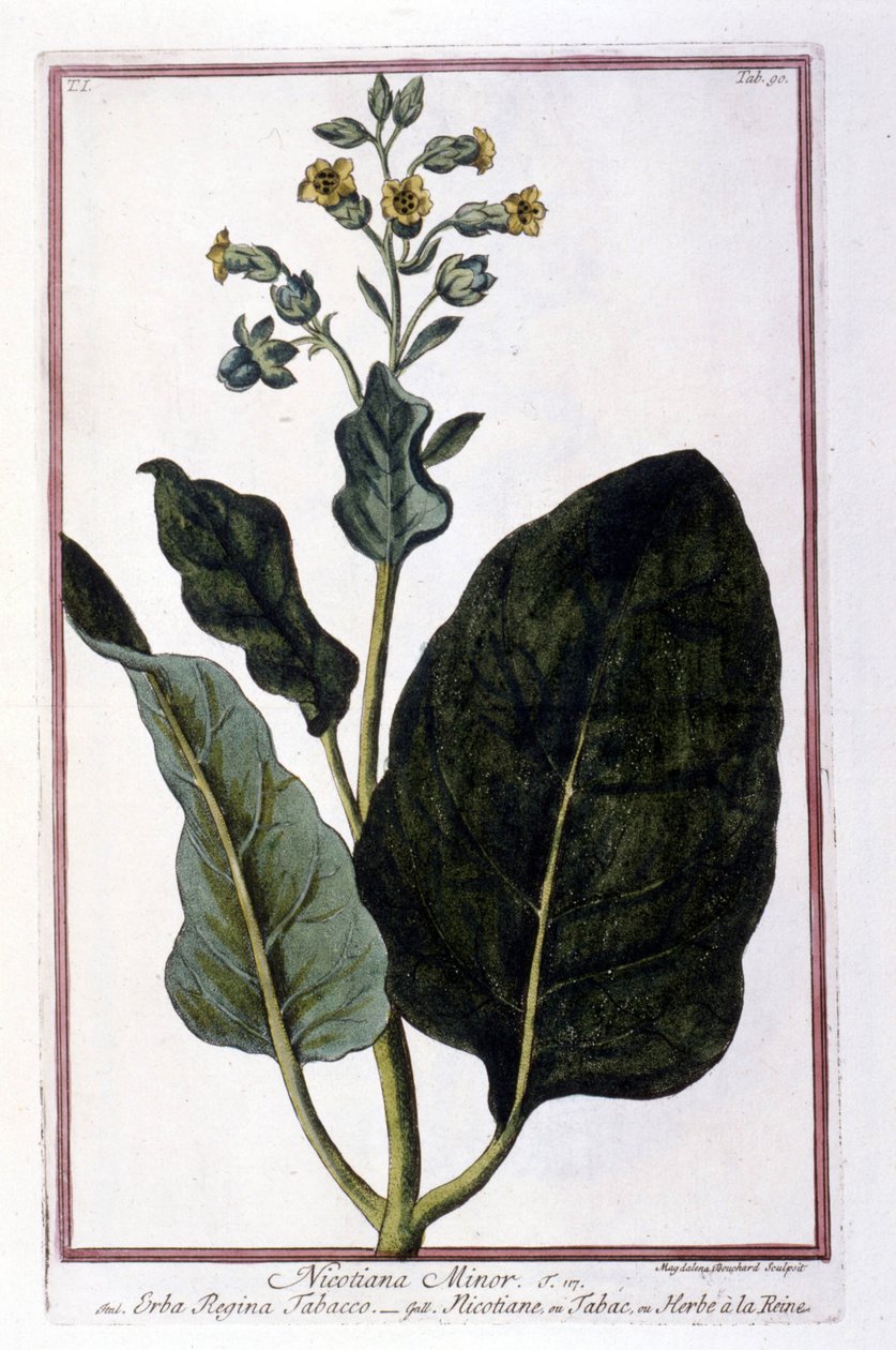 Tabaksplant (Nicotiana Minor). Botanische plaat uit een 18e-eeuws herbarium door Unknown artist