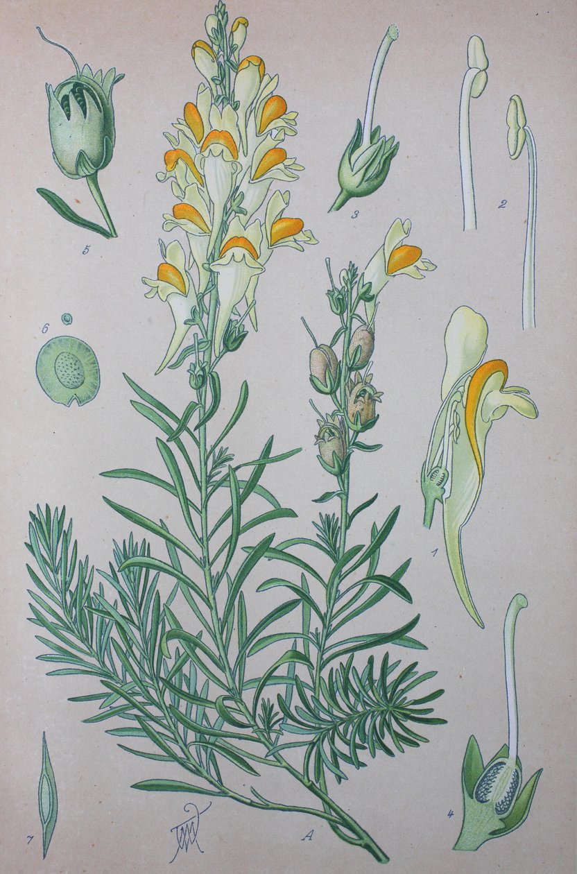 Echte vlasleeuwenbek (Linaria), plantensoort van het geslacht, gewone vlasleeuwenbek door Unknown artist