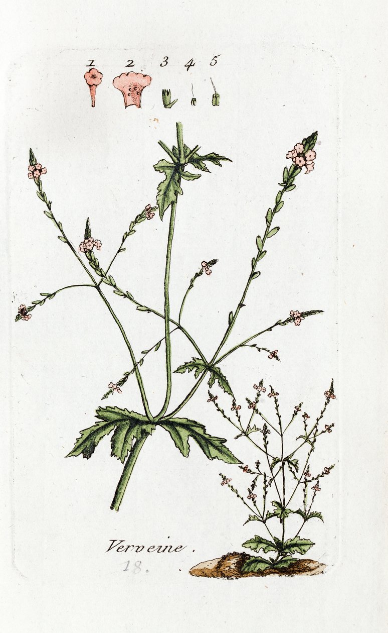 Verbena door Unknown artist