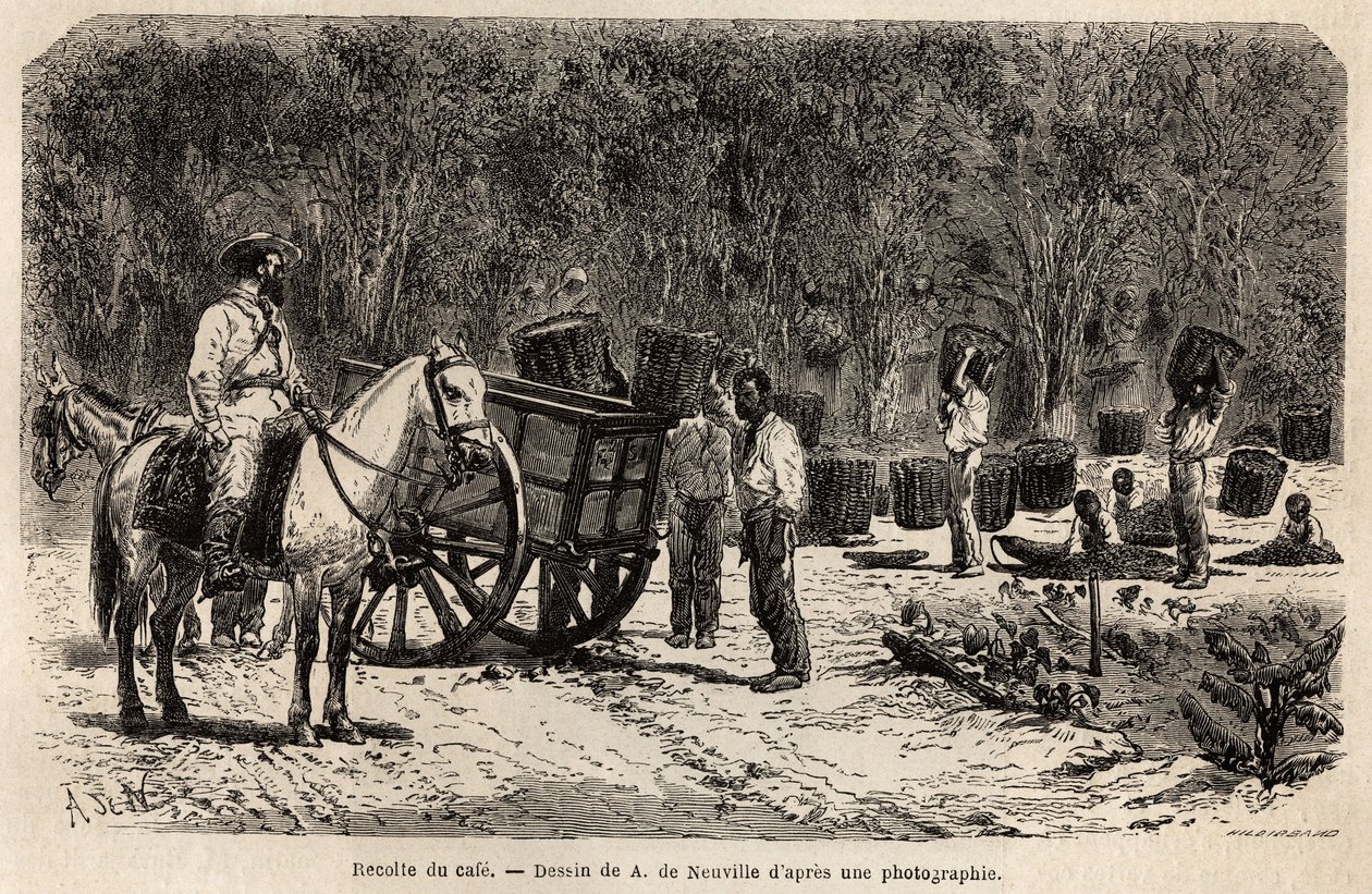 Wanneer de koffie wordt verzameld, verzamelen en vervoeren de mannen de zware manden gevuld met koffiebonen, terwijl de kinderen de pulp schoonmaken die de koffiebonen omringt. Gravure ter illustratie van de reis naar Brazilië, verhaal door M. en Mme Agass door Unknown artist