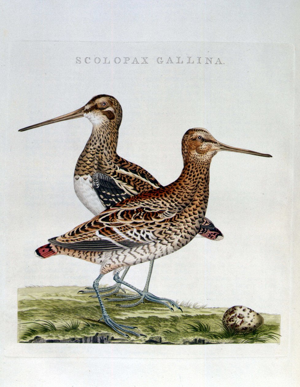 Houtsnippen en ei (scolopax gallina) - gravure door Unknown artist