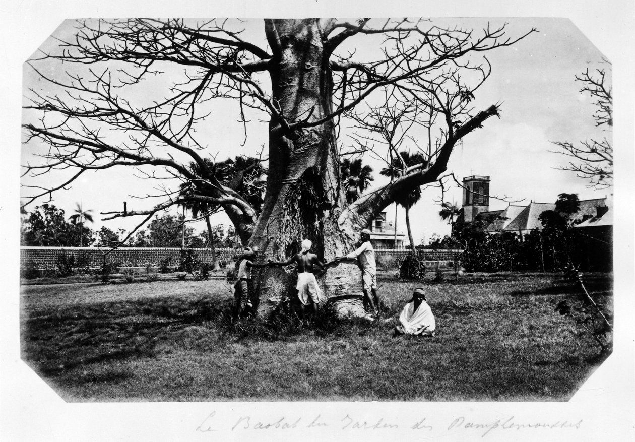 De baobab van de grapefruit tuin, Mauritius - in 