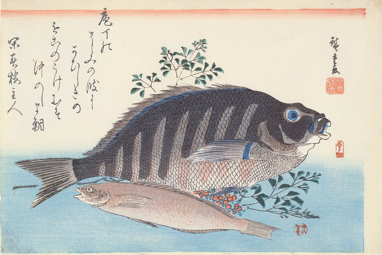 Shimadai en Ainame, uit de serie 