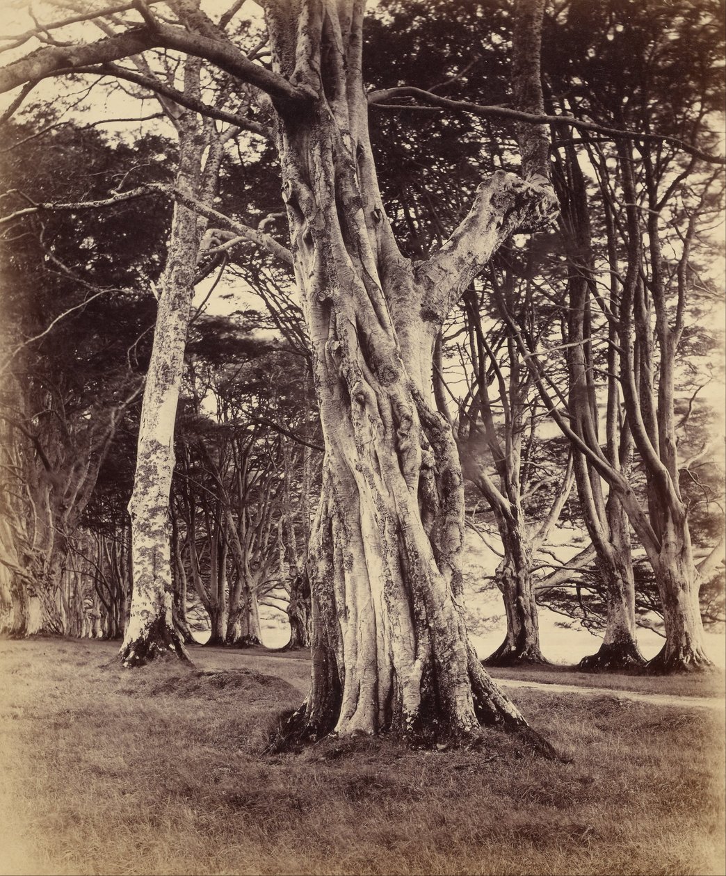 Beukenbomen, Inveraray door Vernon Heath