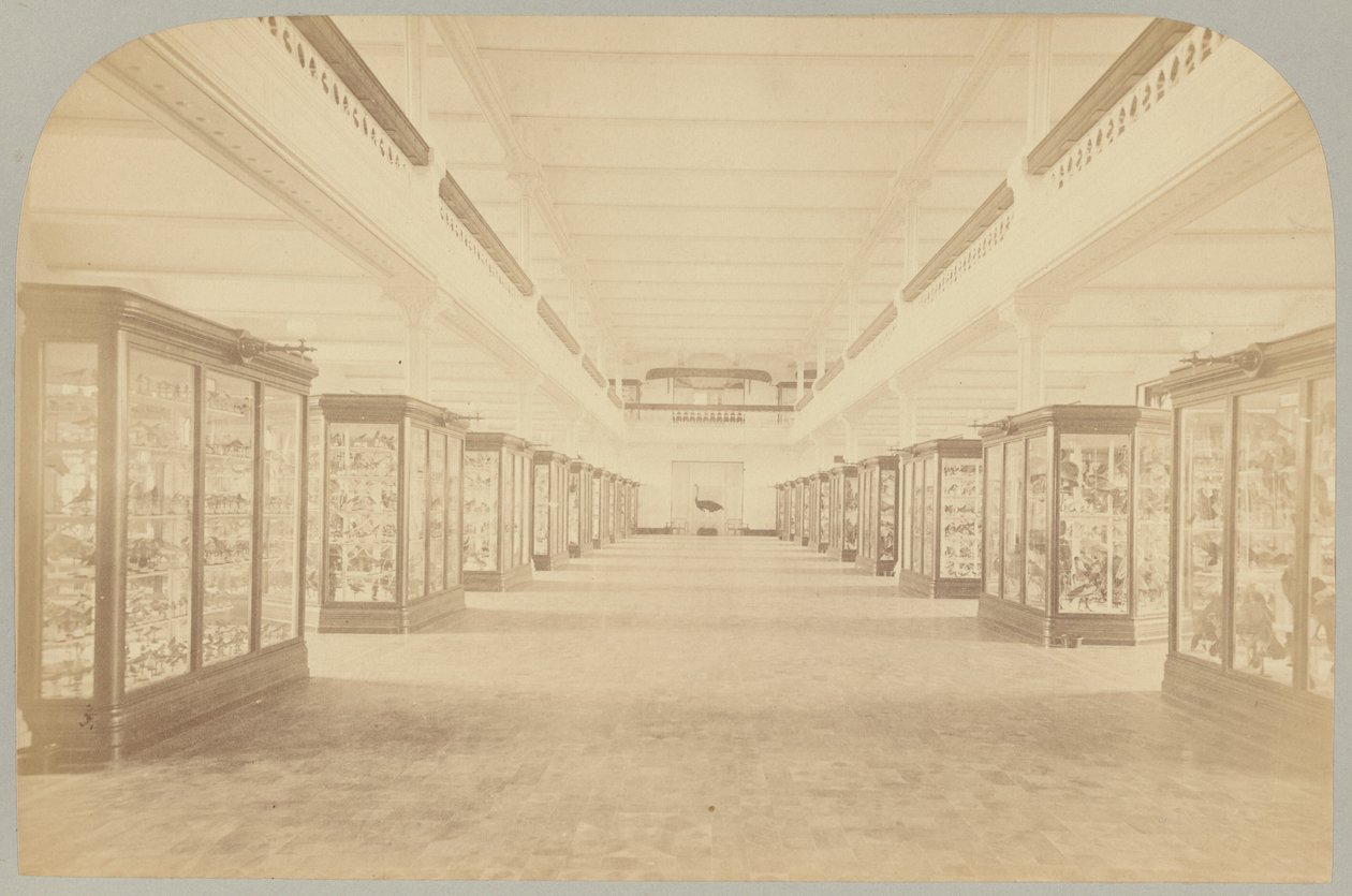 Pl. III. Hoofdverhaal: Vogels door Victor Prevost, Gaston L. Feuardent and Co., New York